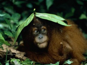 sumatra-jungle-adventure.jpg